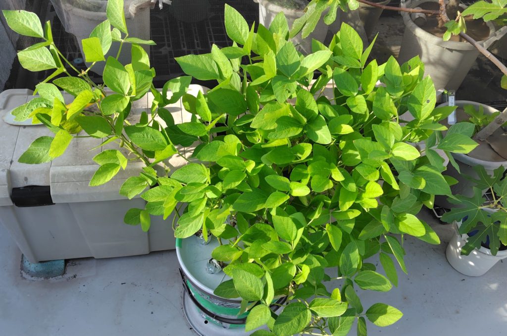 枝豆の生育状況