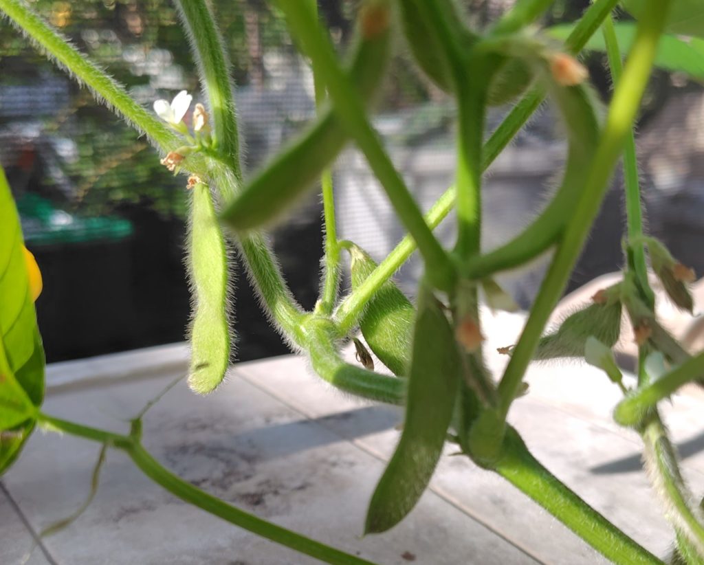 枝豆の生育状況