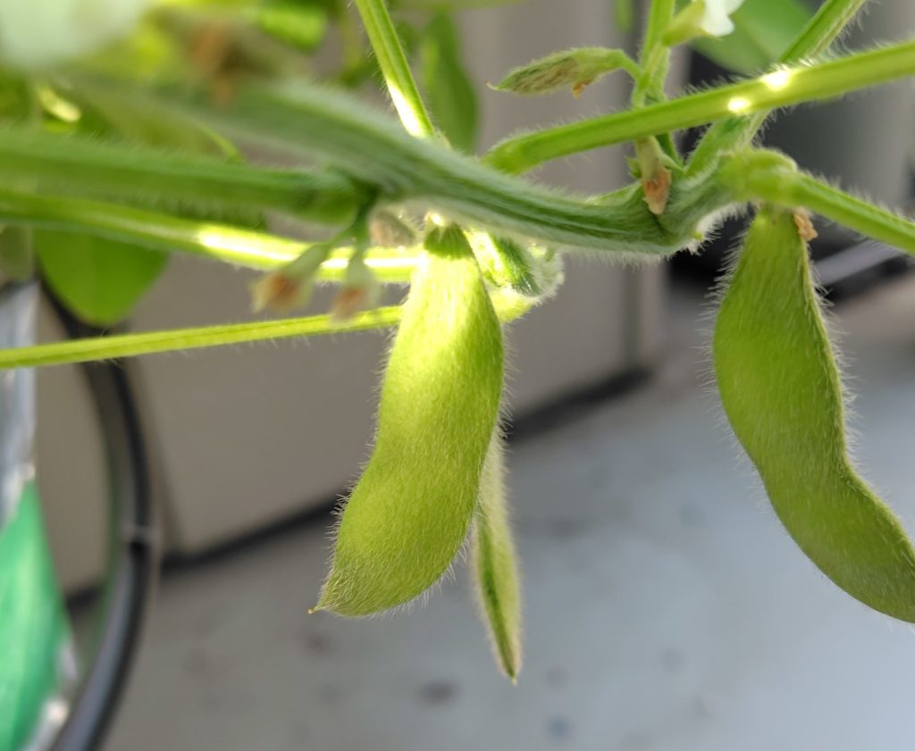 枝豆の生育状況