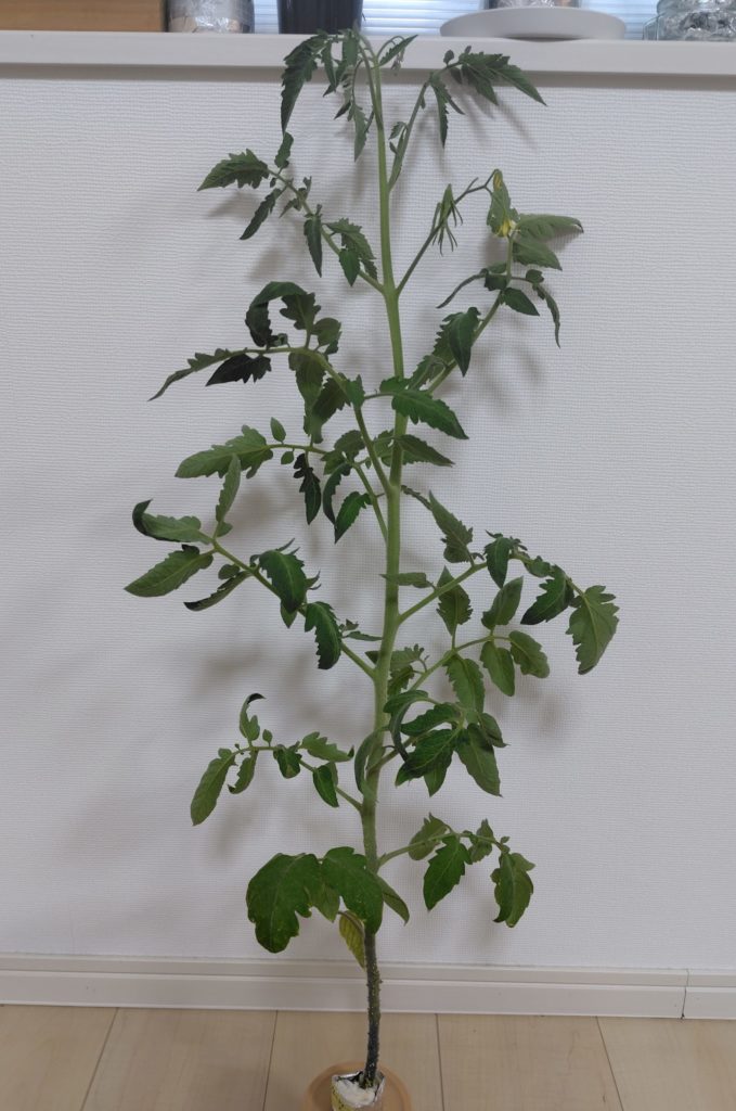 クオレディブエ