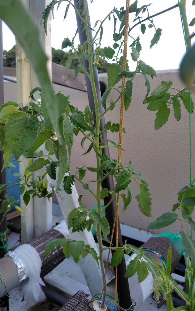 クオレディブエ