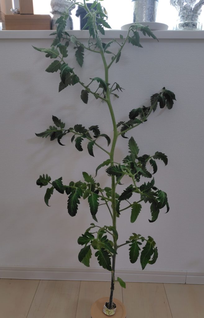 サンマルツァーノ