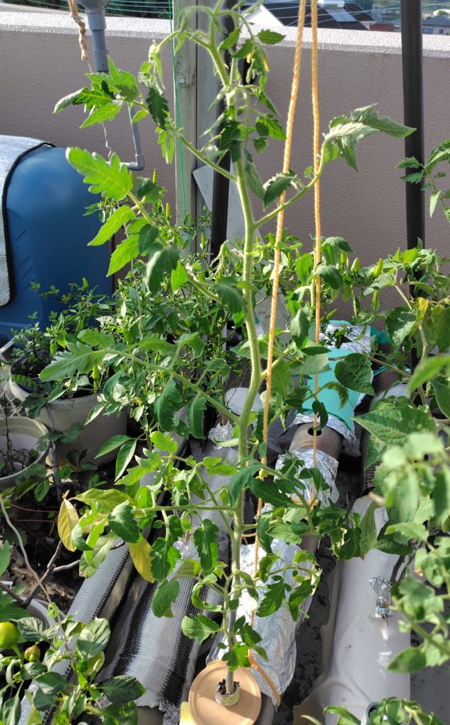 サンマルツァーノ