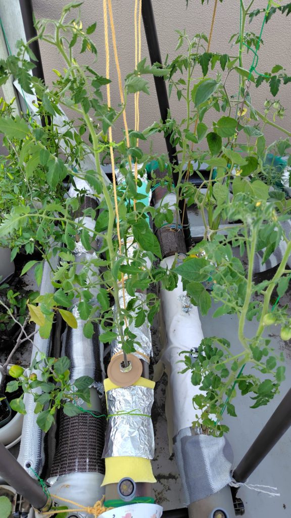 ほぼトマト農園2