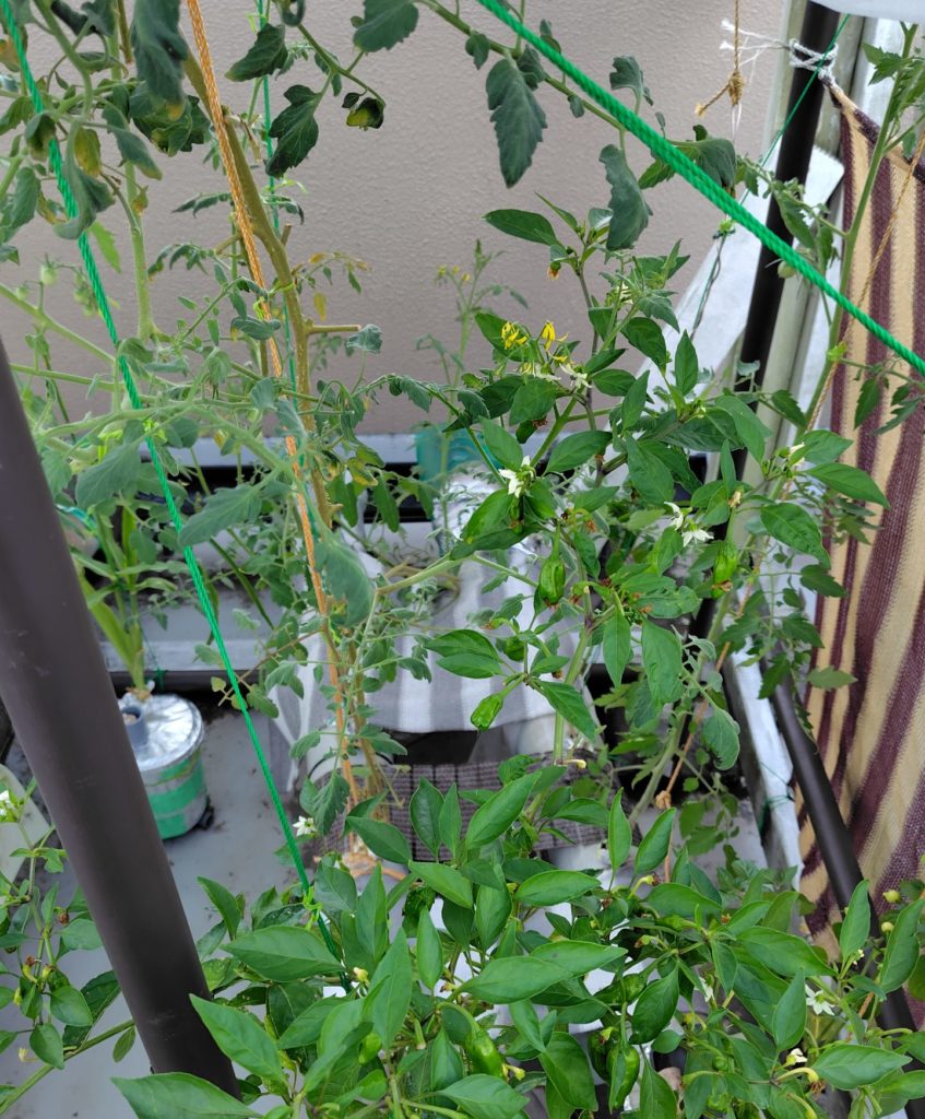 ほぼトマト農園3