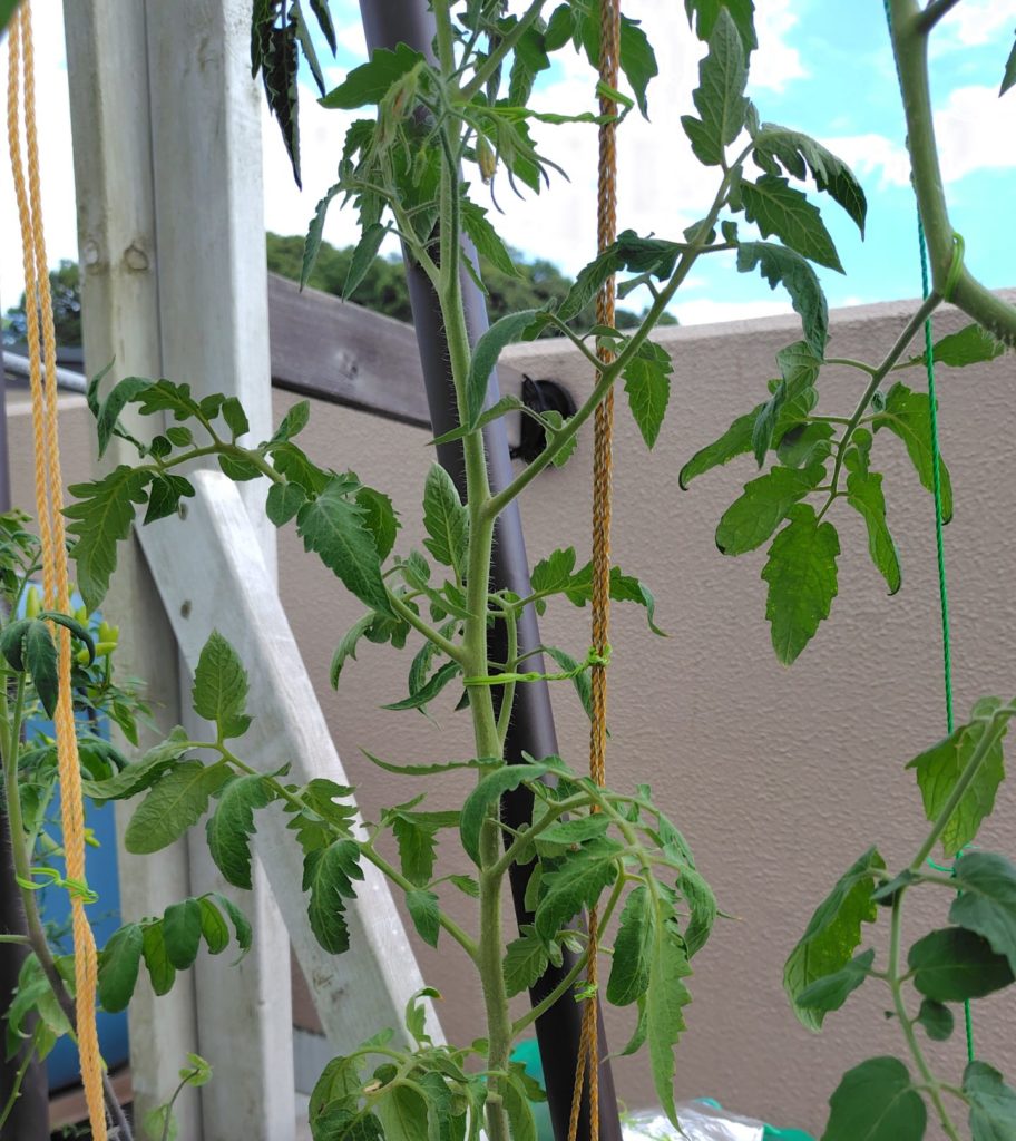 クオレディブエ