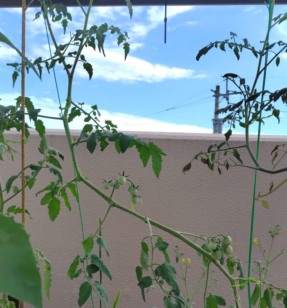 レッドチェリー