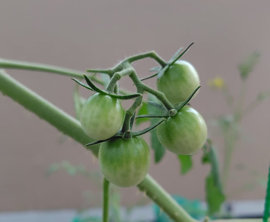 レッドチェリー