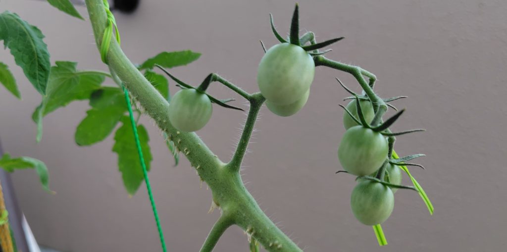 レッドチェリー