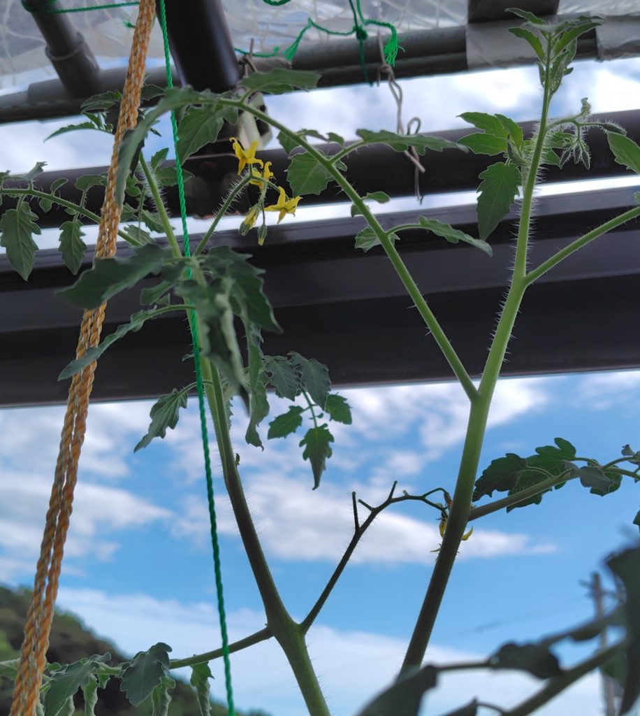 レッドチェリー