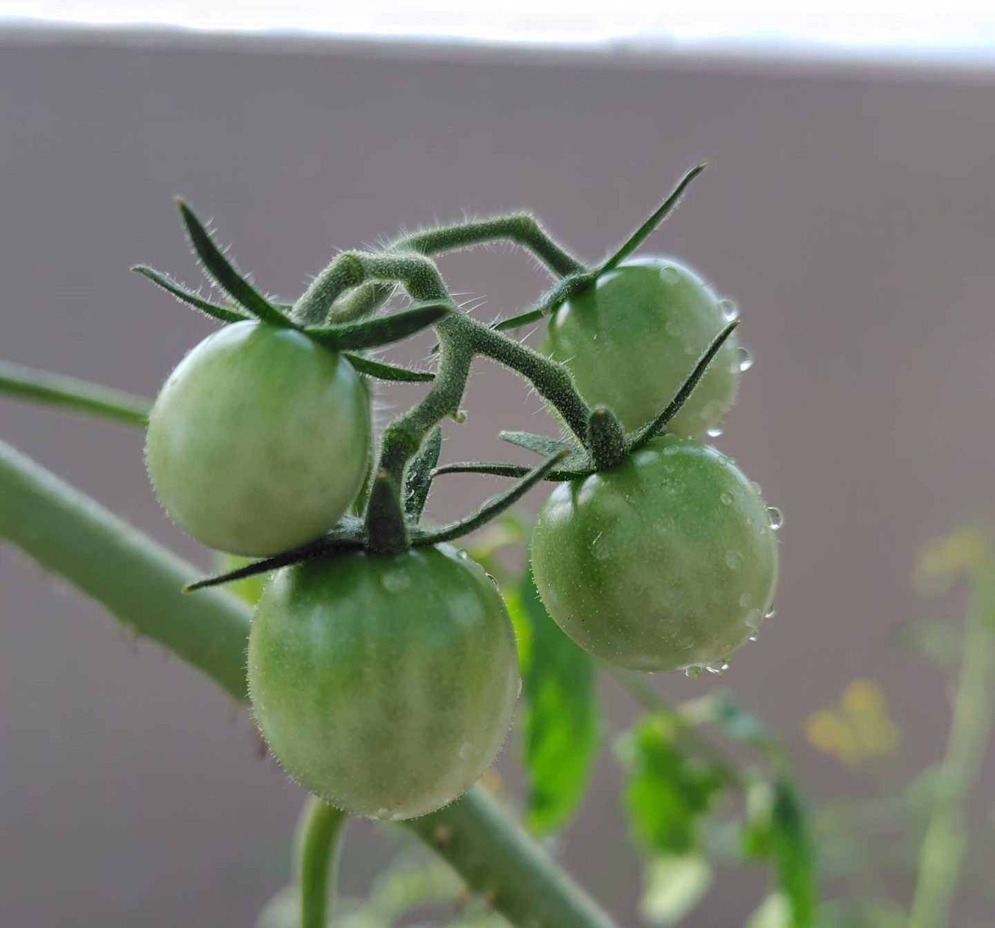 レッドチェリー