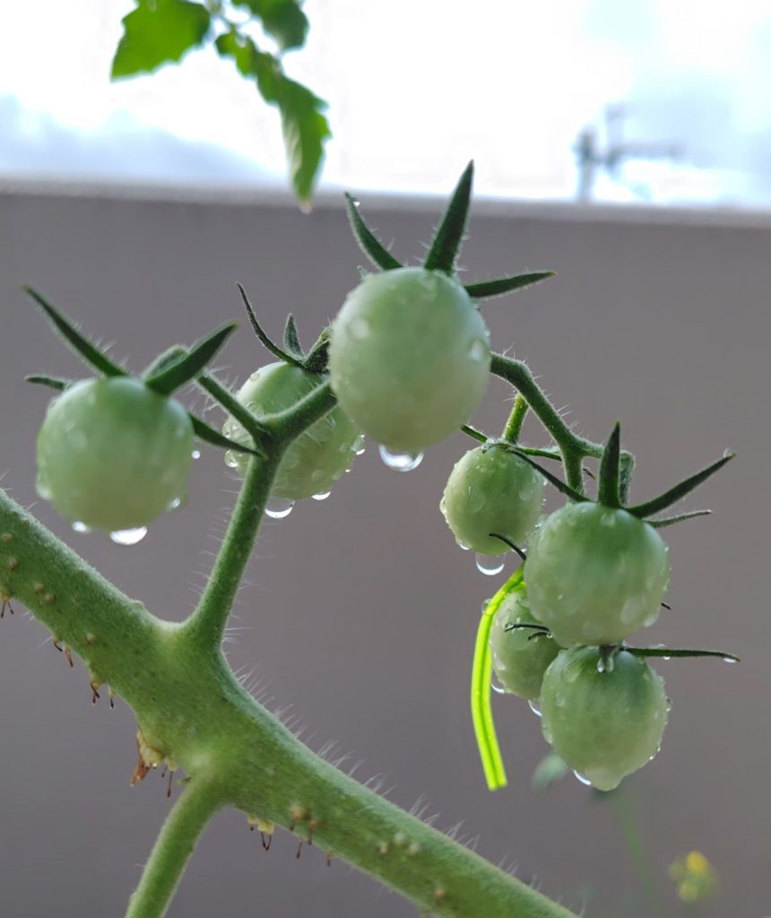 レッドチェリー