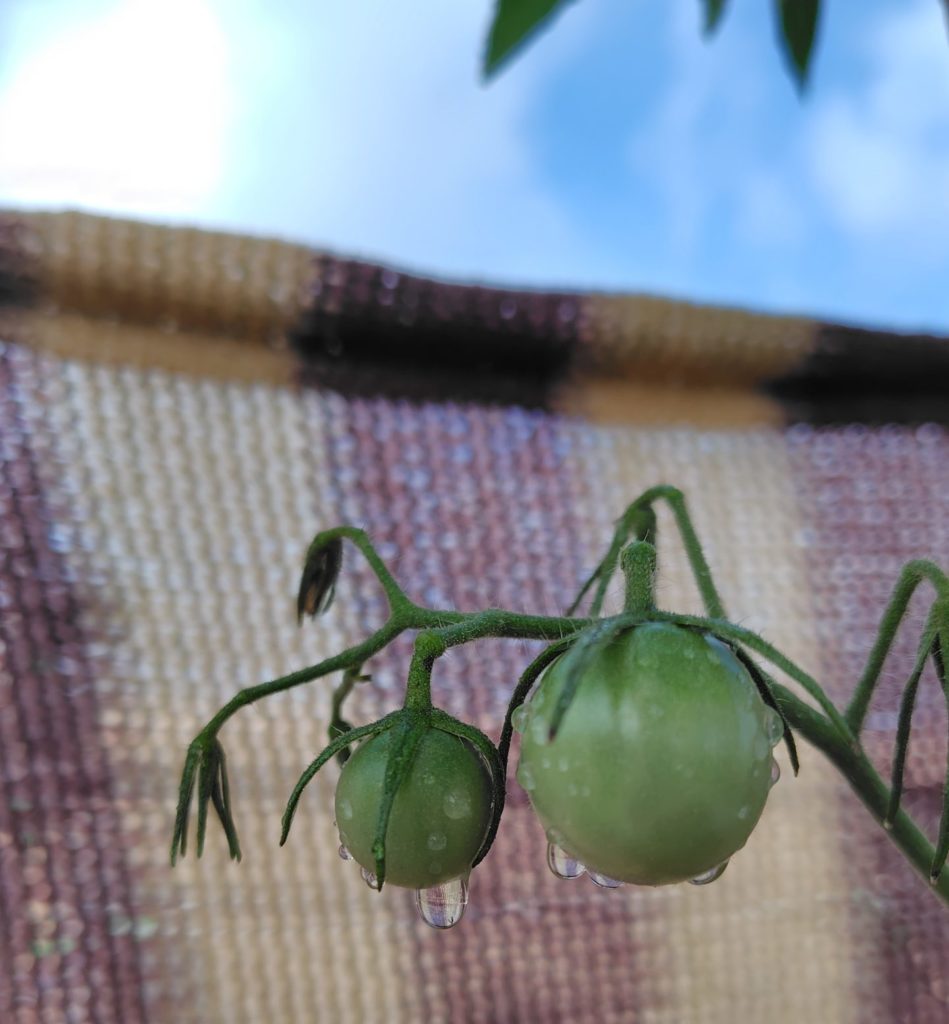 ブラックチェリー