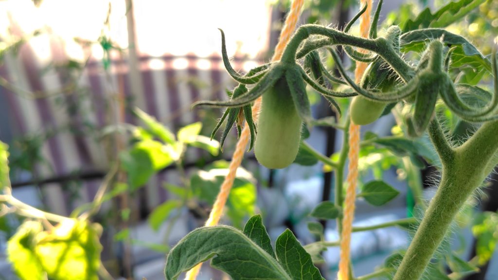 サンマルツァーノの実