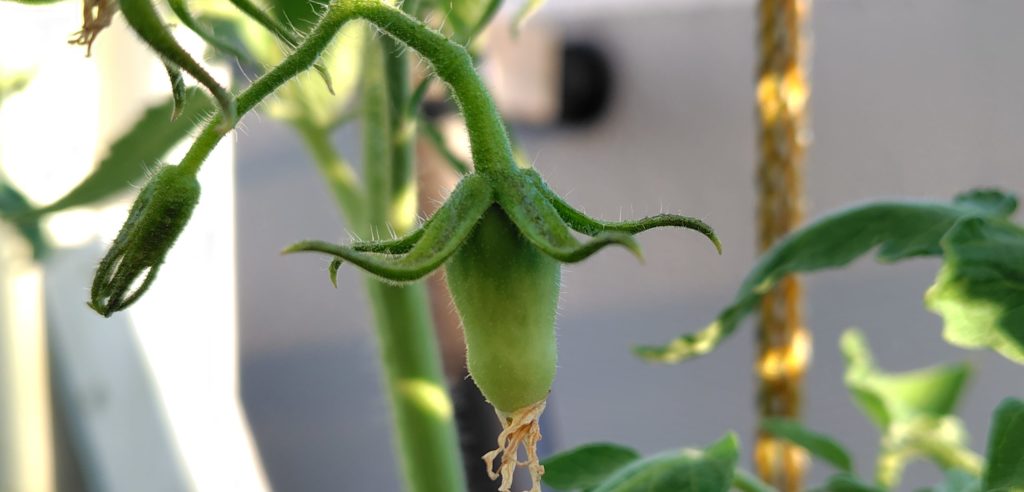 クオレディブエ