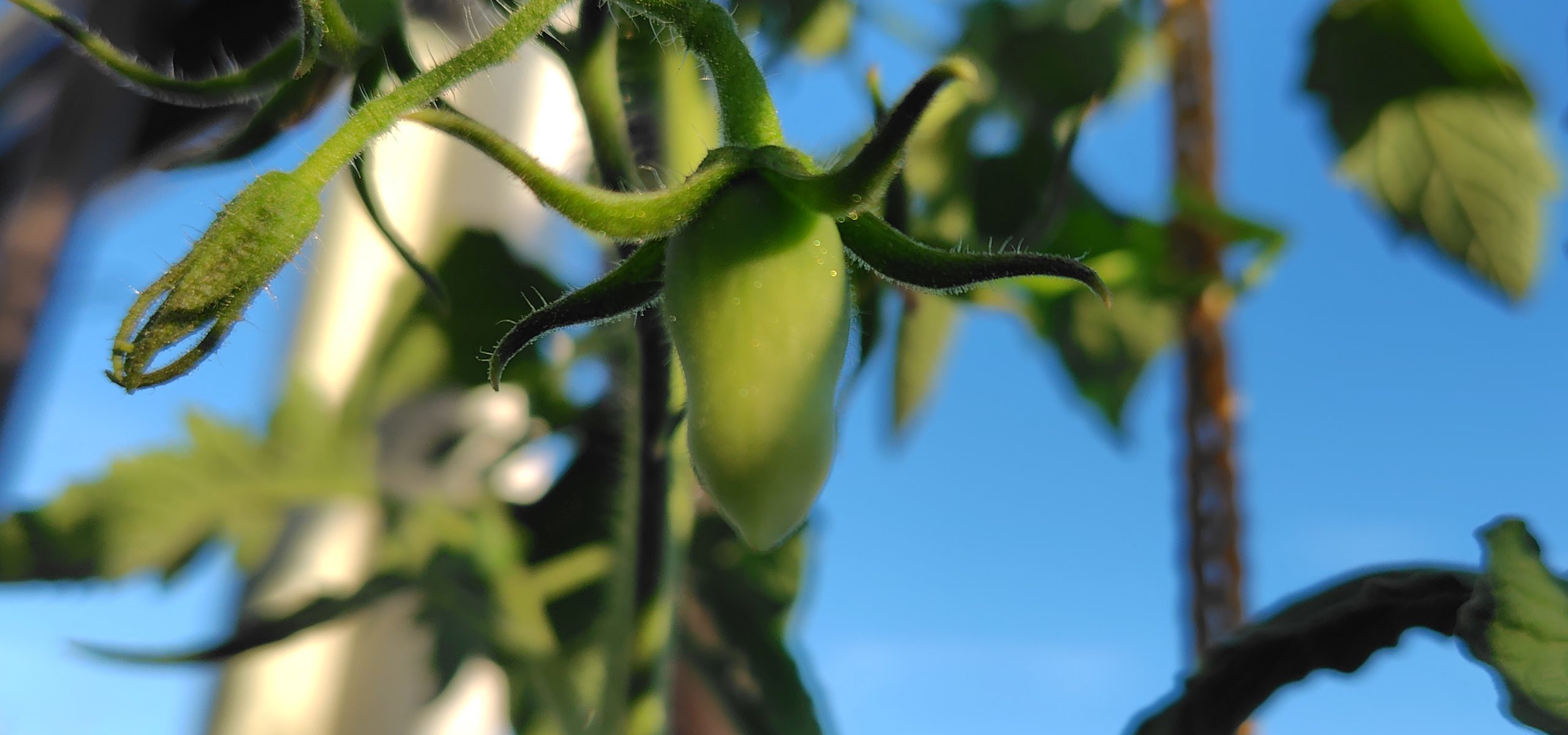 クオレディブエ