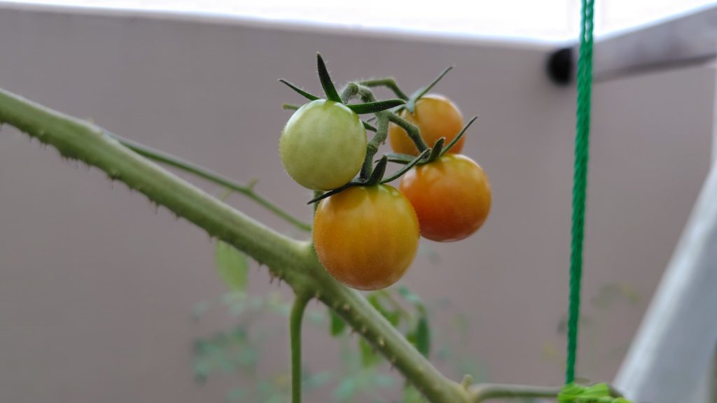 レッドチェリー