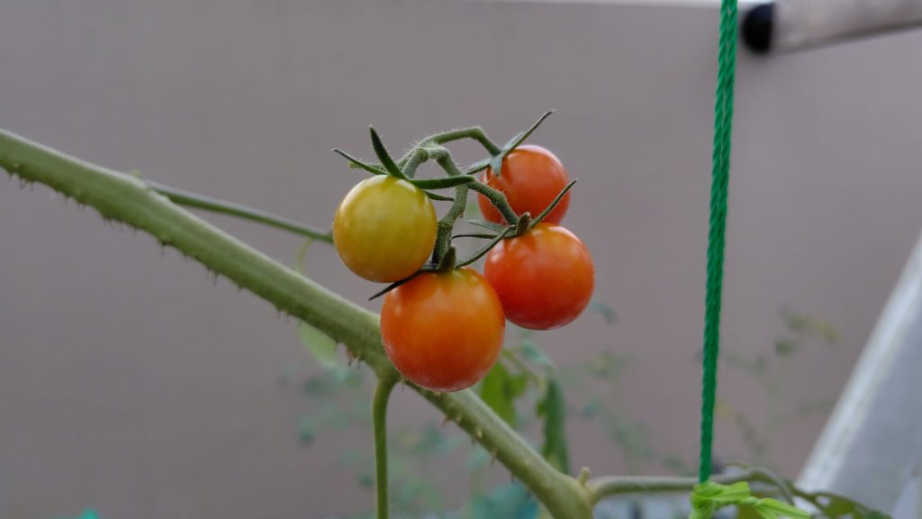 レッドチェリー