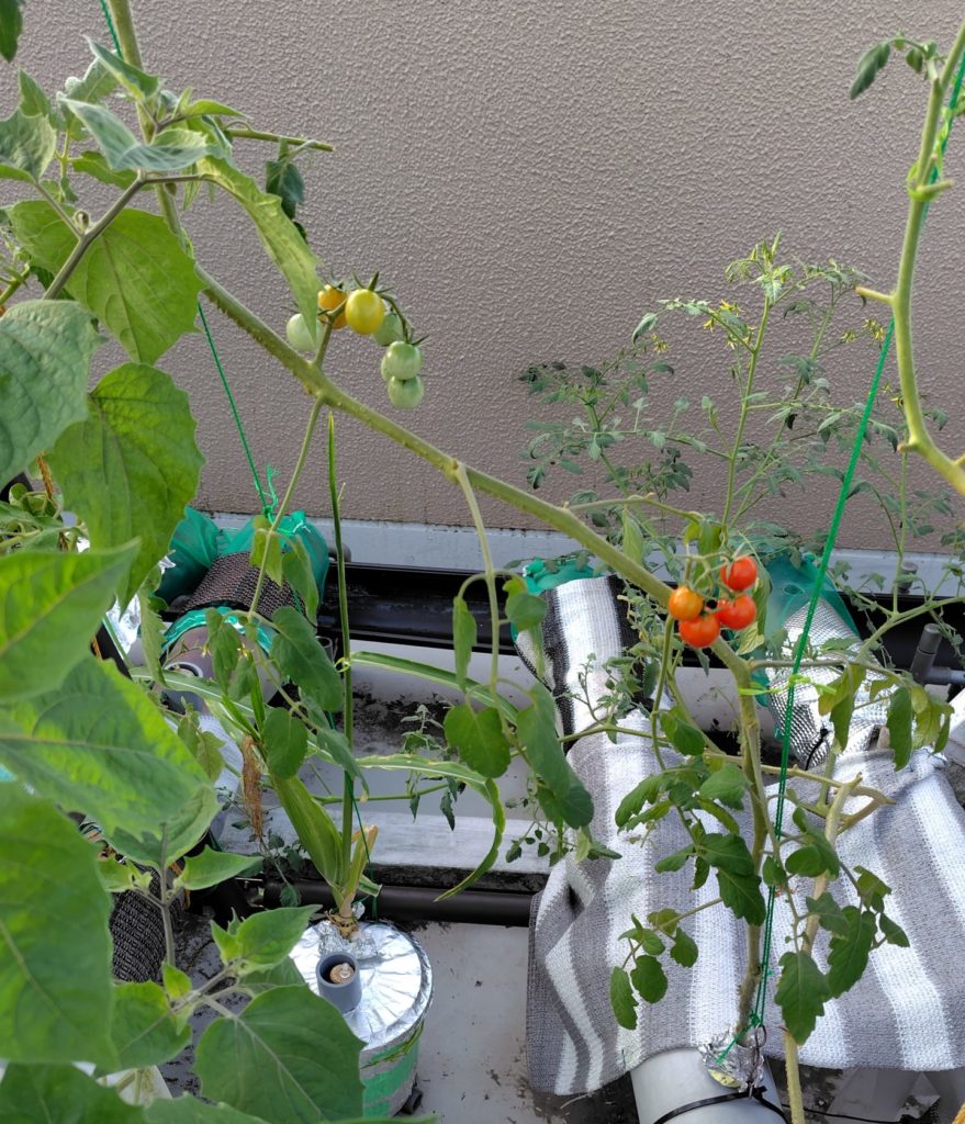 レッドチェリー