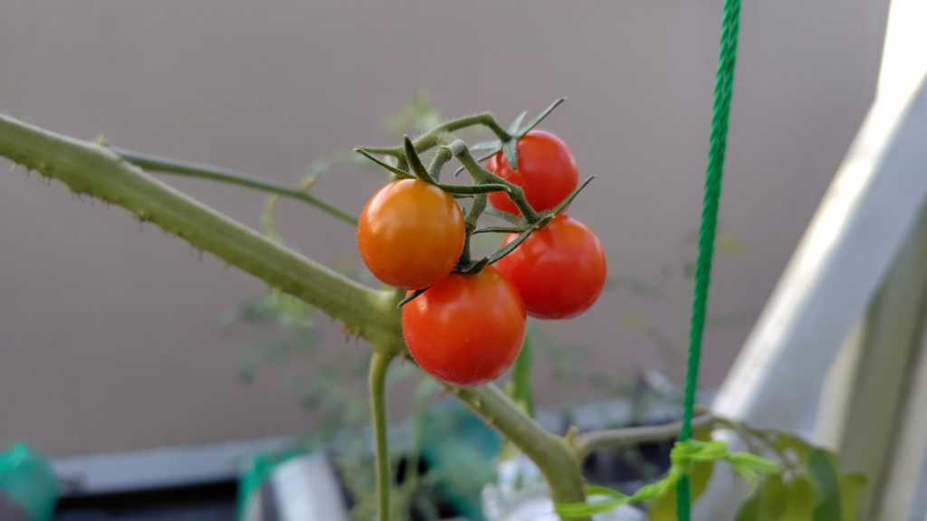 レッドチェリー