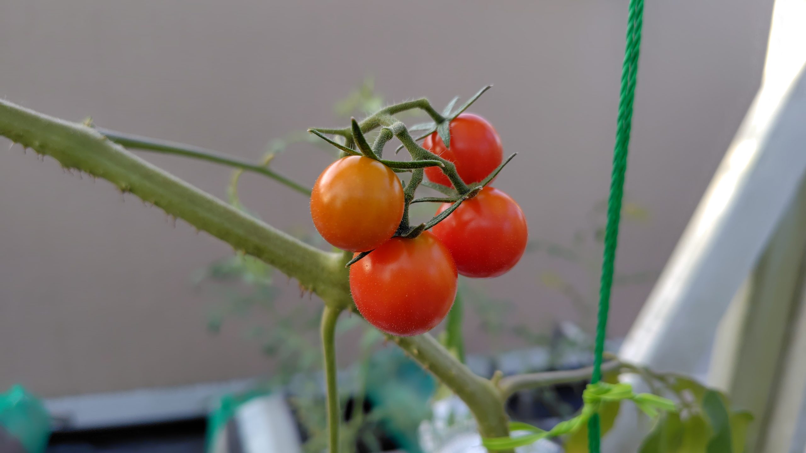 レッドチェリー