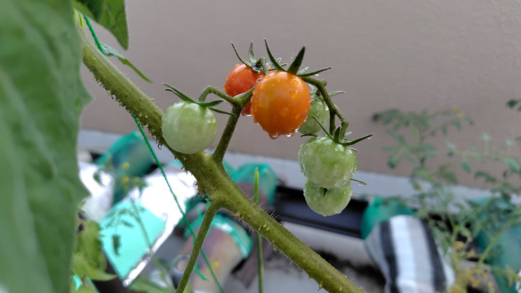 ミニトマト（レッドチェリー）