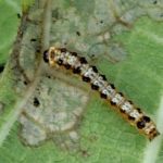 イチジクヒトリモドキ