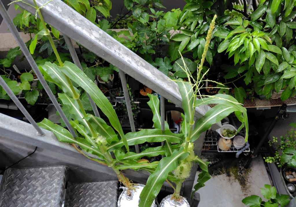 白とうもろこし