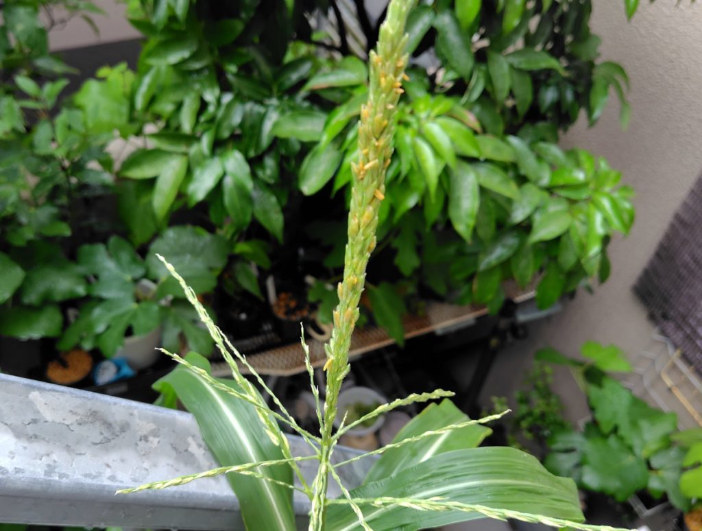 白とうもろこし