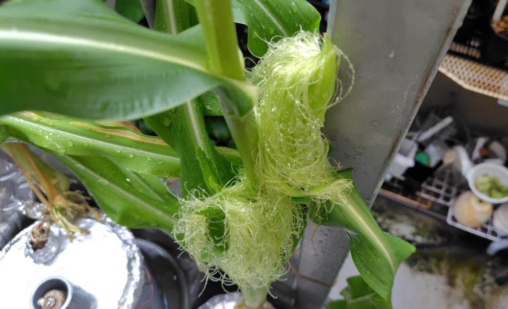 白とうもろこし