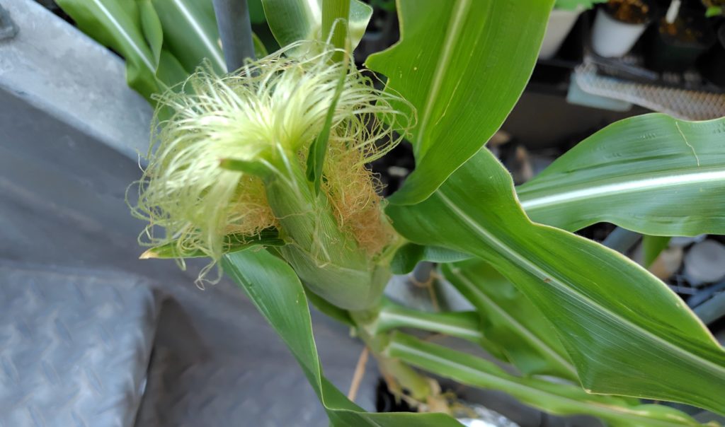 白とうもろこし