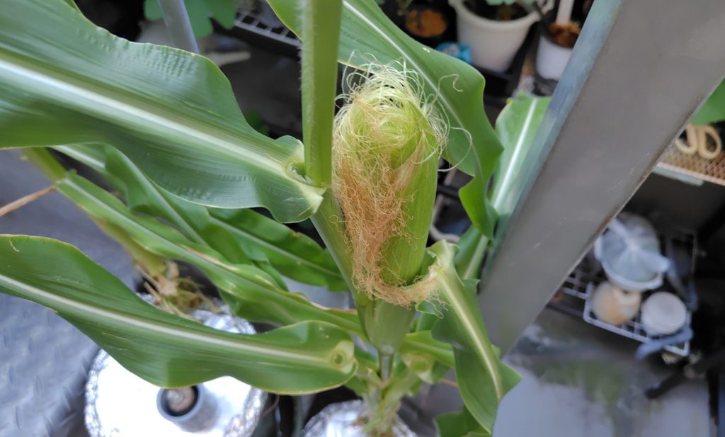 白とうもろこし