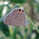 クロマダラソテツシジミ