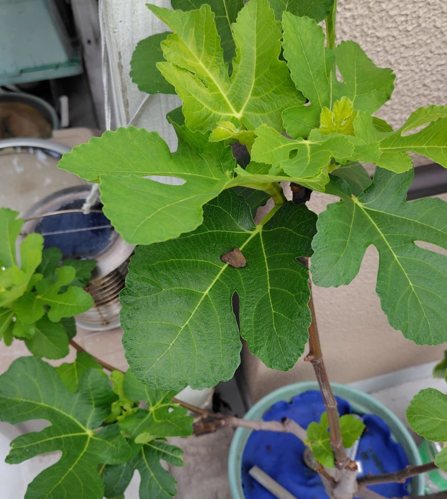 チュウゴクアミガサハゴロモ