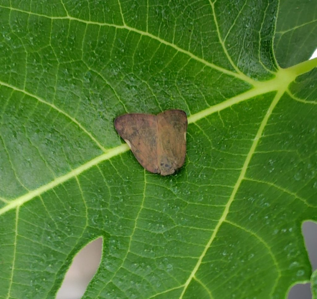 チュウゴクアミガサハゴロモ