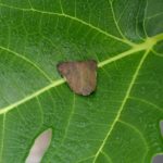 チュウゴクアミガサハゴロモ