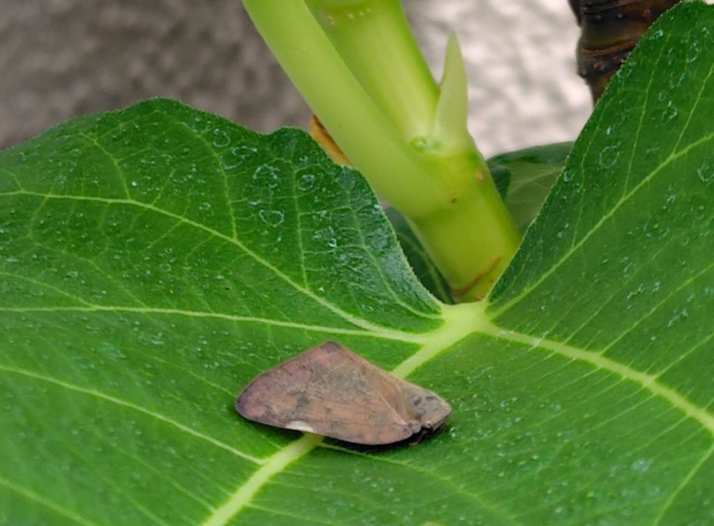 チュウゴクアミガサハゴロモ