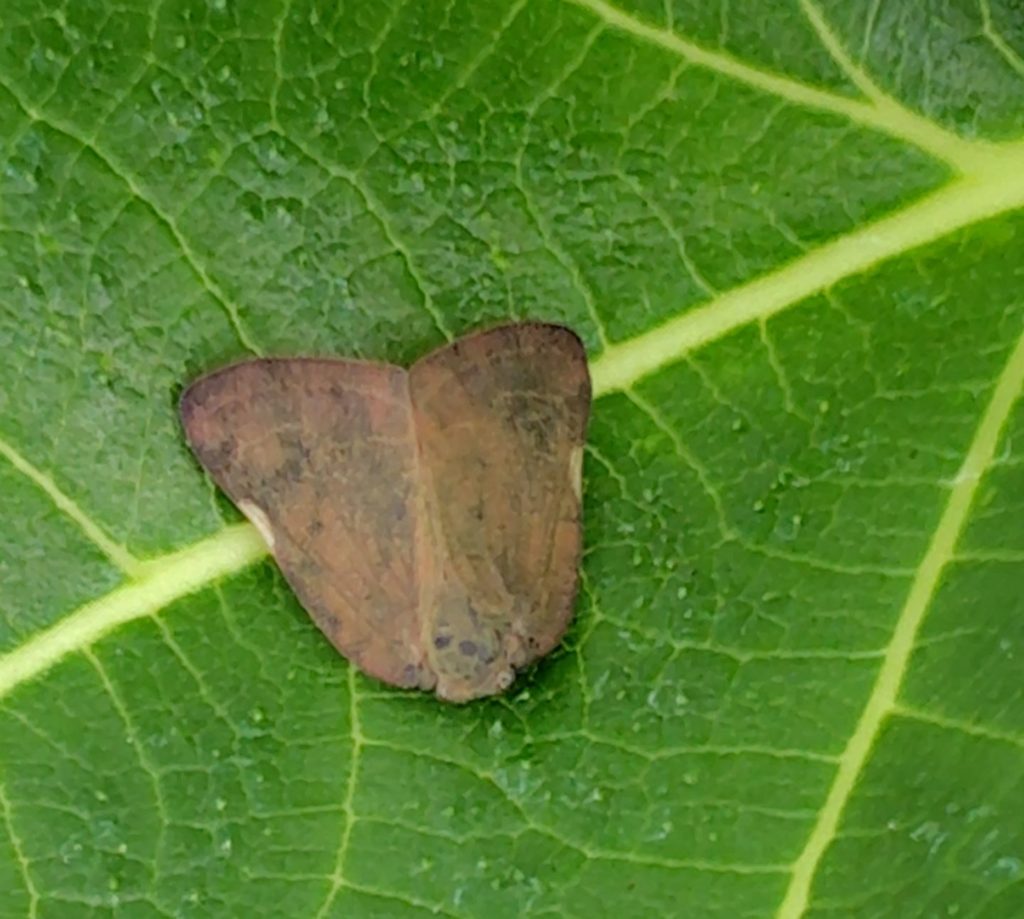 チュウゴクアミガサハゴロモ