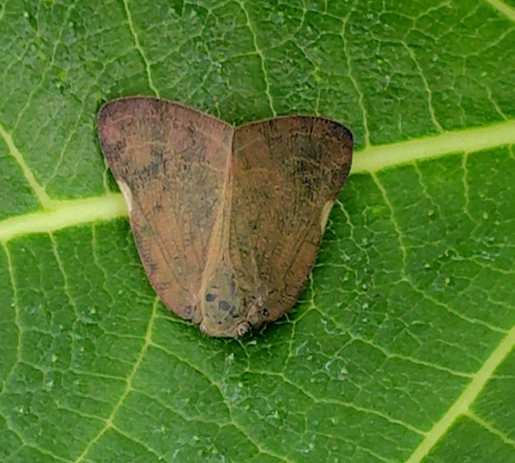 チュウゴクアミガサハゴロモ