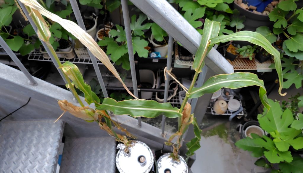 白とうもろこし