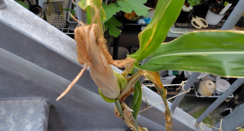 白とうもろこし