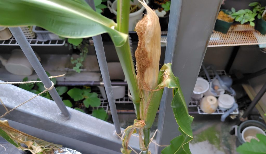 白とうもろこし