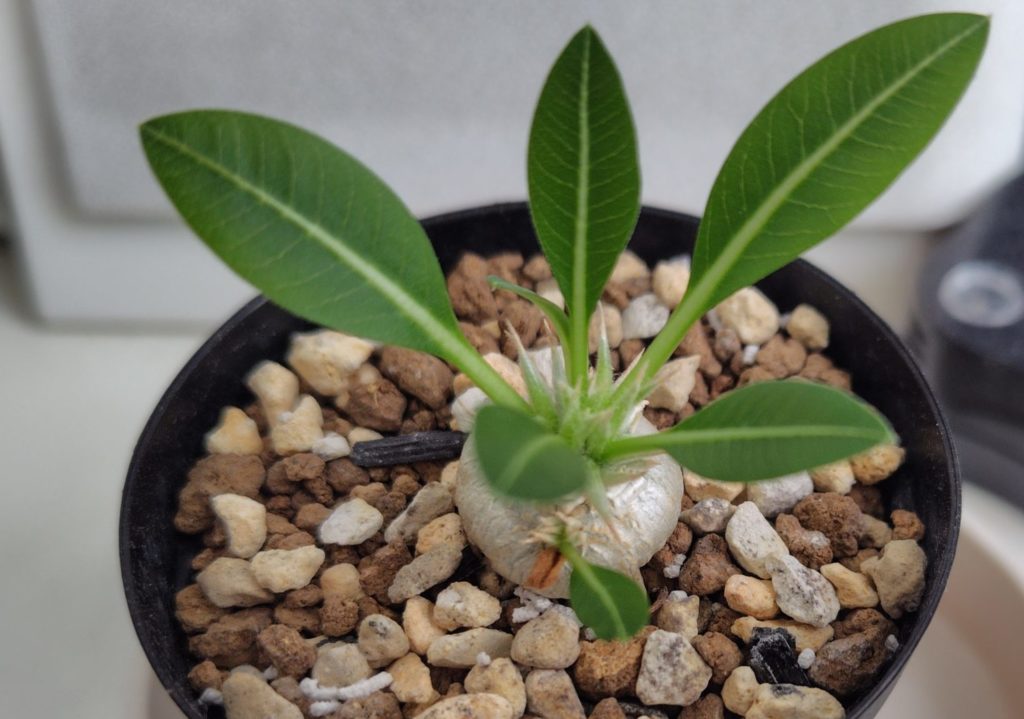 パキポディウム