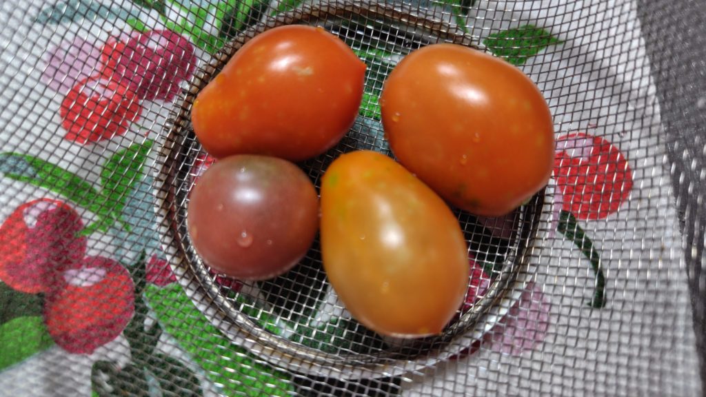 ボルゲーゼとブラックチェリー