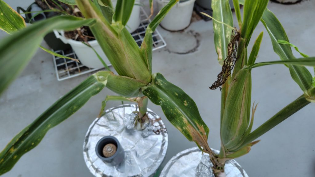 トウモロコシの間引き苗の結果