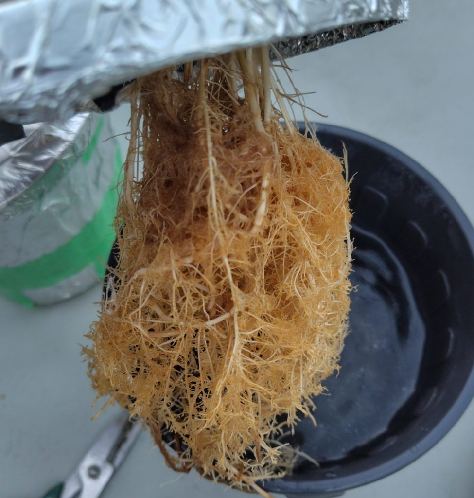 トウモロコシの間引き苗の結果