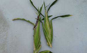 トウモロコシの間引き苗の結果