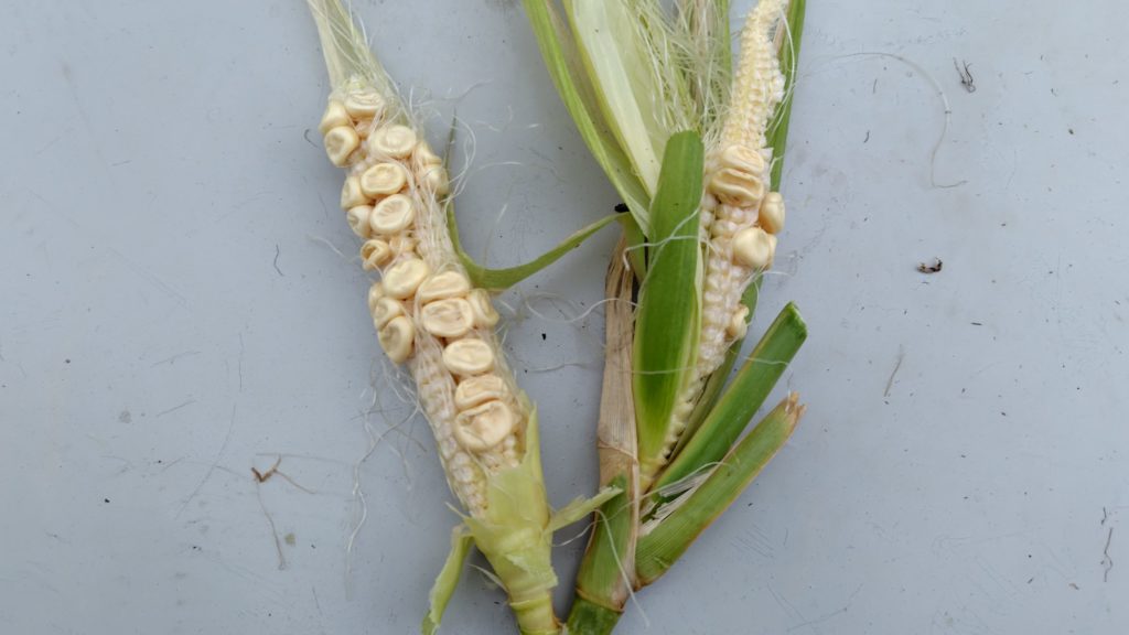 トウモロコシの間引き苗の結果