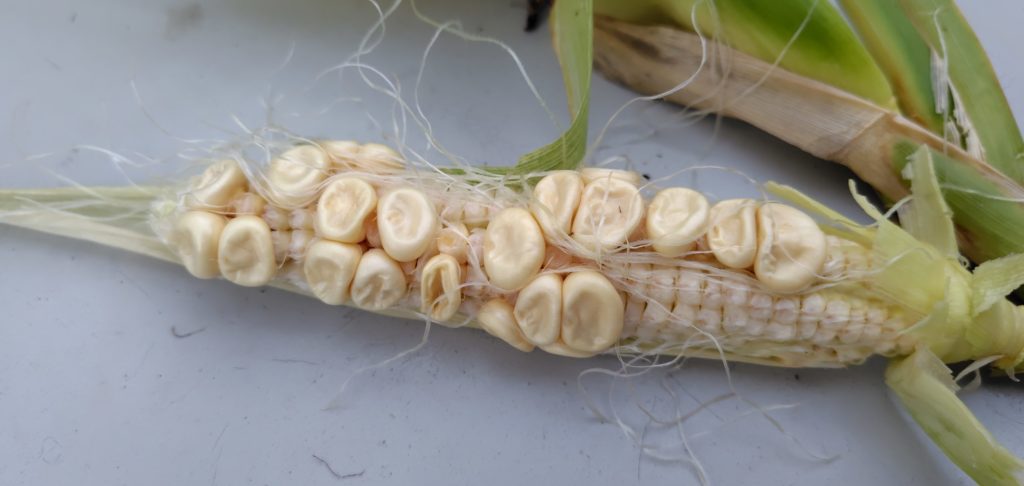 トウモロコシの間引き苗の結果