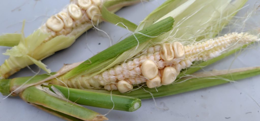 トウモロコシの間引き苗の結果